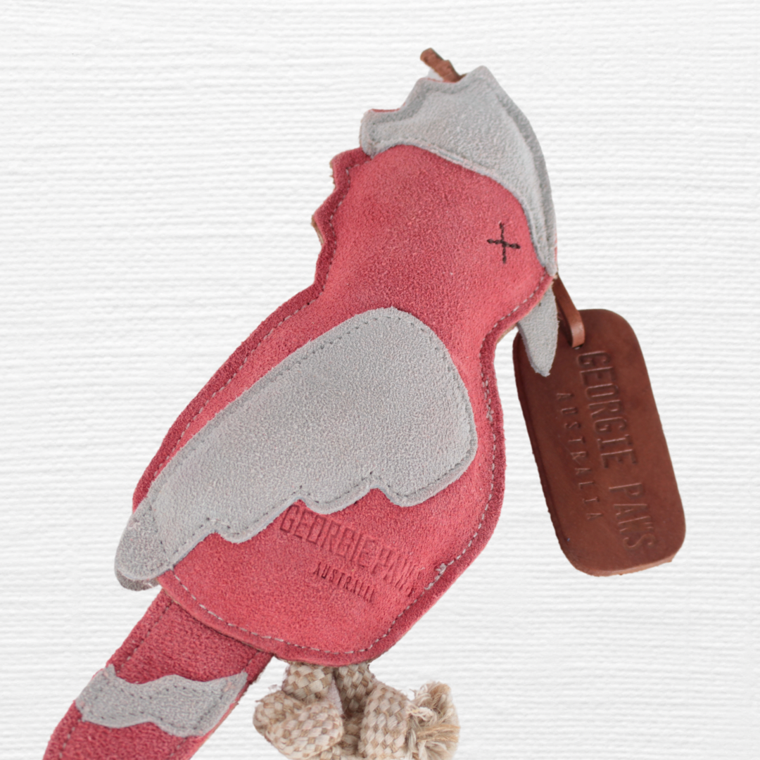 Gav the Galah