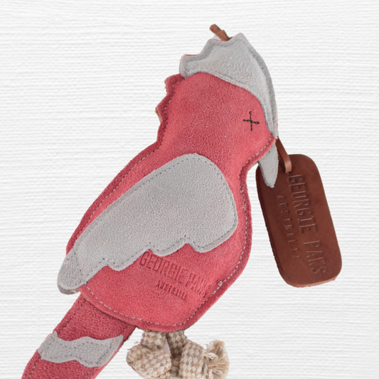 Gav the Galah